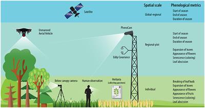 Deep Learning in Plant Phenological Research: A Systematic Literature Review